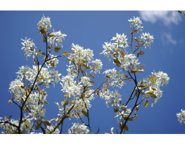 Alder-leaf shadbush - Amelanchier alnifolia