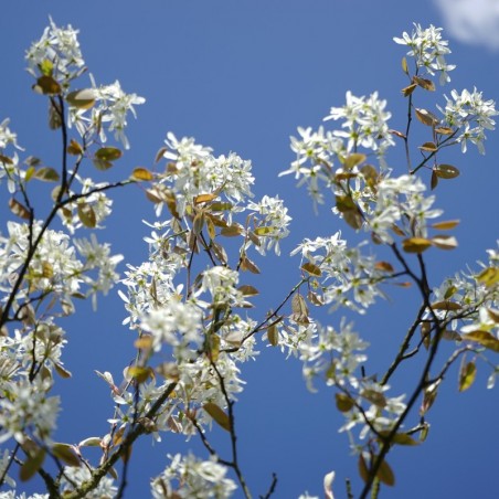 Alder-leaf shadbush - Amelanchier alnifolia