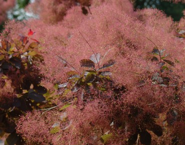 Cotinus Coggygria Royal Purple (Jardins du Monde.be)