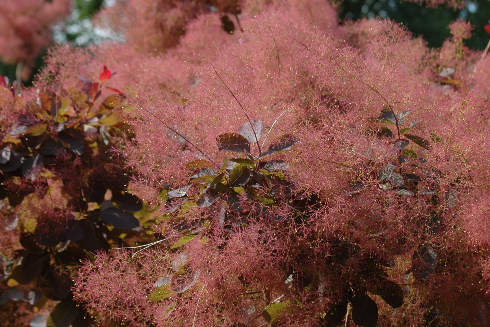 Cotinus Coggygria Royal Purple (Jardins du Monde.be)