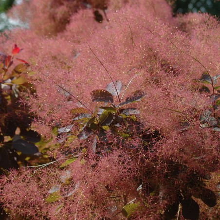 Cotinus Coggygria Royal Purple (Jardins du Monde.be)