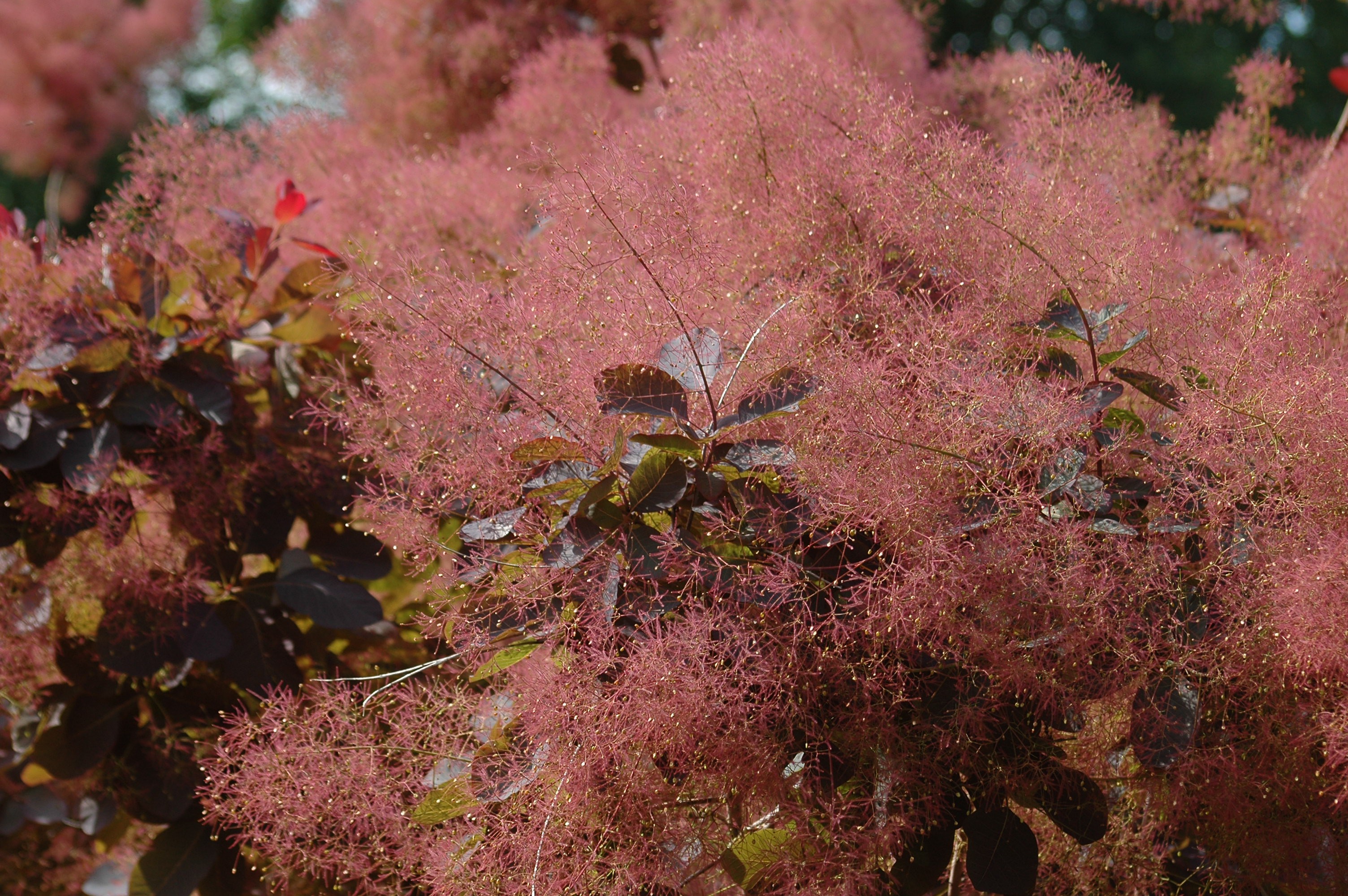 Purple Smoketree - Cotinus Coggygria Royal Purple