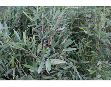 Bambou Fargesia nitida Gansu - jardins du Monde.be