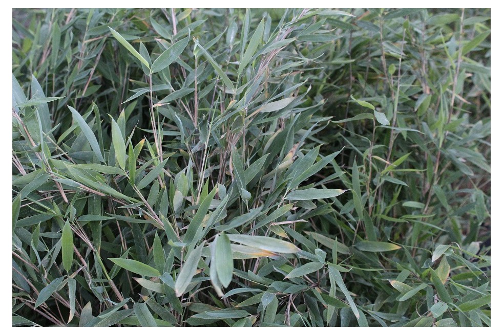 Bambou Fargesia nitida Gansu - jardins du Monde.be