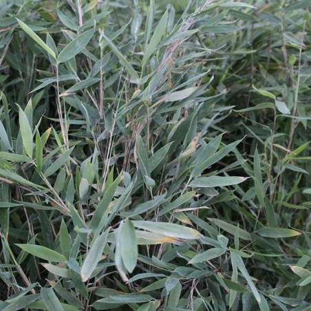 Bambus Gansu - Bambou fargesia nitida Gansu