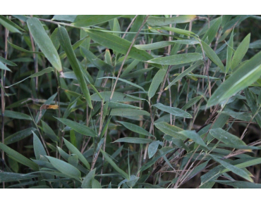 Bambou Fargesia nitida Gansu - jardins du Monde.be