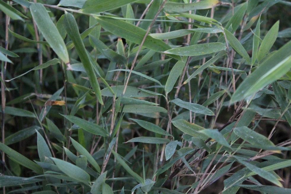 Bambou Fargesia nitida Gansu - jardins du Monde.be