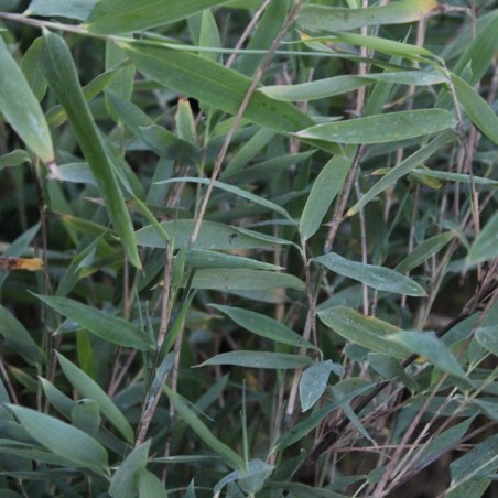 Bambus Gansu - Bambou fargesia nitida Gansu