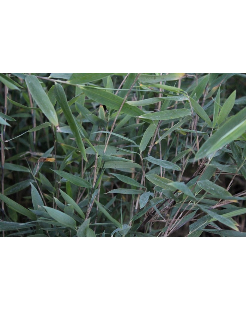 Bambou fargesia nitida Gansu