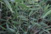 Bambou Fargesia nitida Gansu - jardins du Monde.be