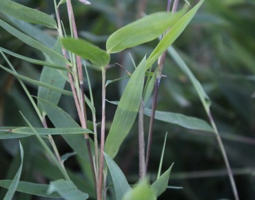 Bambou Fargesia nitida Gansu - jardins du Monde.be