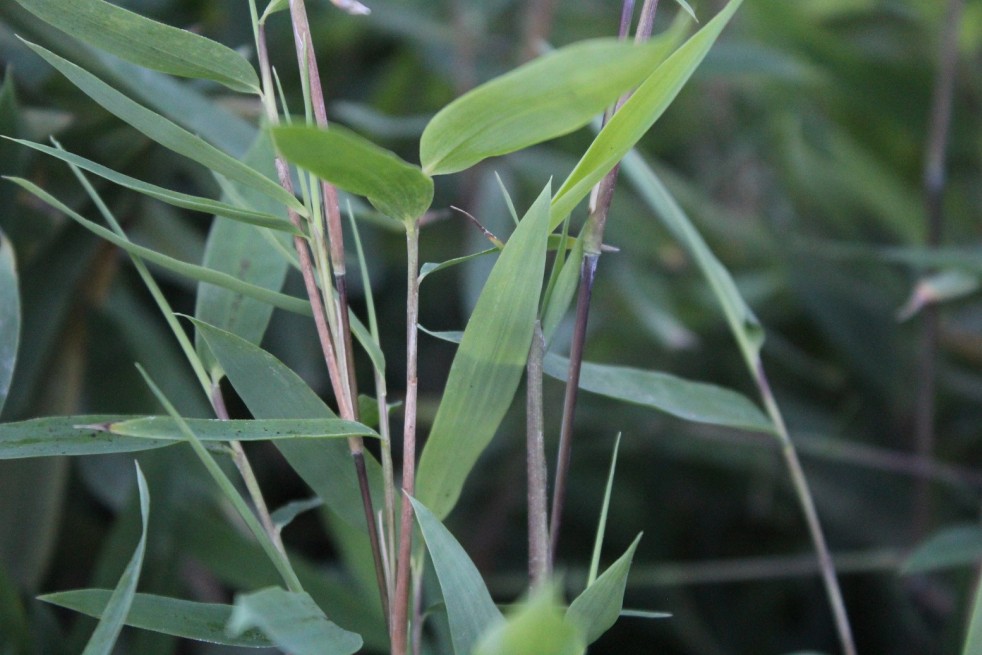Bambou Fargesia nitida Gansu - jardins du Monde.be