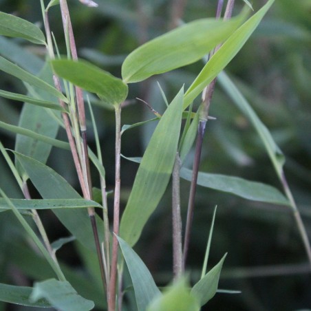 Bambus Gansu - Bambou fargesia nitida Gansu