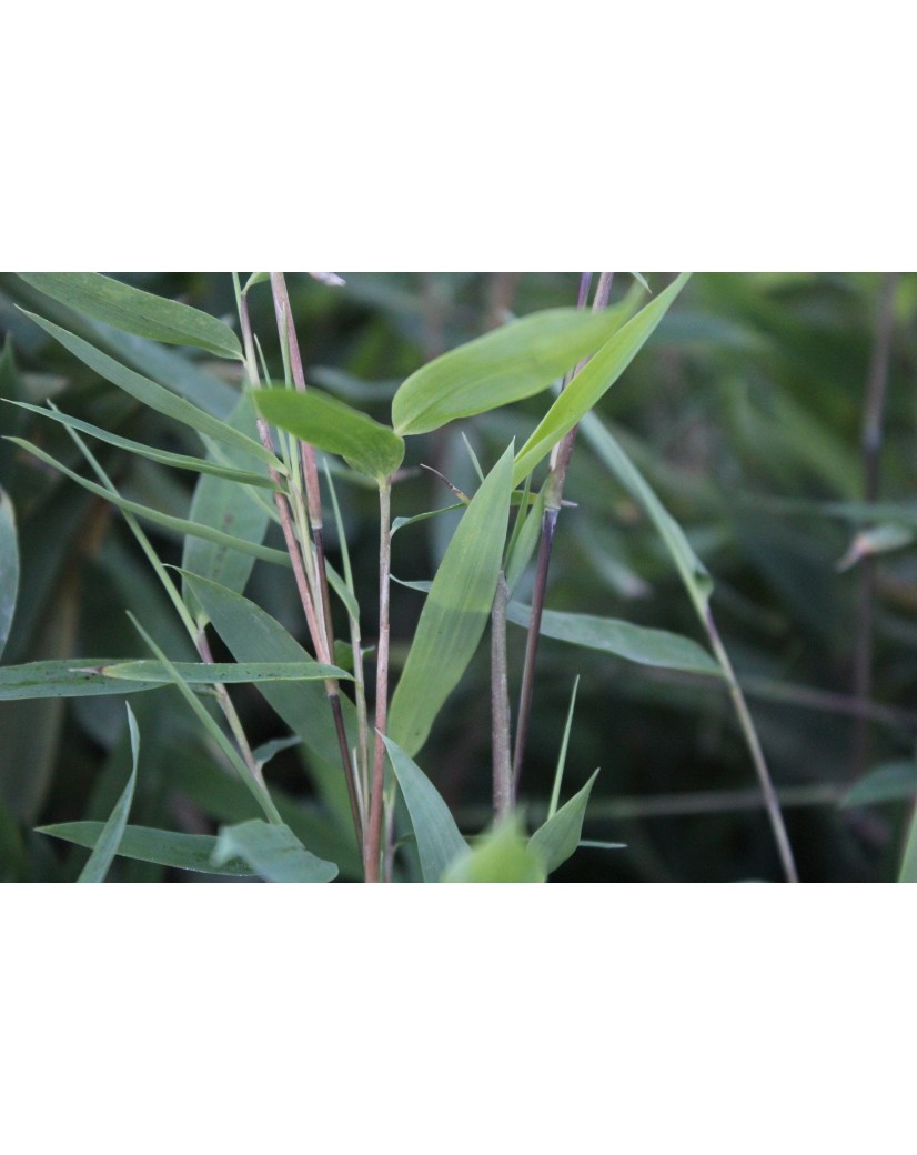 Bambus Gansu - Bambou fargesia nitida Gansu