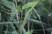 Bambou Fargesia nitida Gansu - jardins du Monde.be