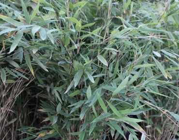 Bambus Gansu