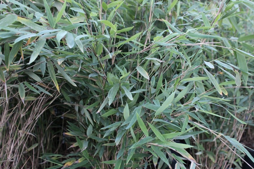 Bambou Fargesia nitida Gansu - jardins du Monde.be