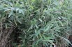 Bambou Fargesia nitida Gansu - jardins du Monde.be
