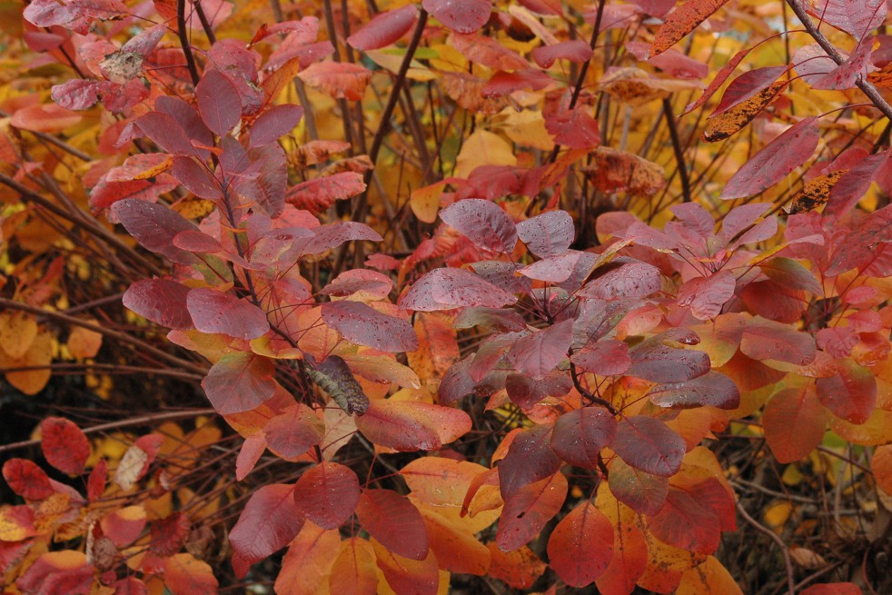 Cotinus Coggygria Royal Purple (Jardins du Monde.be)