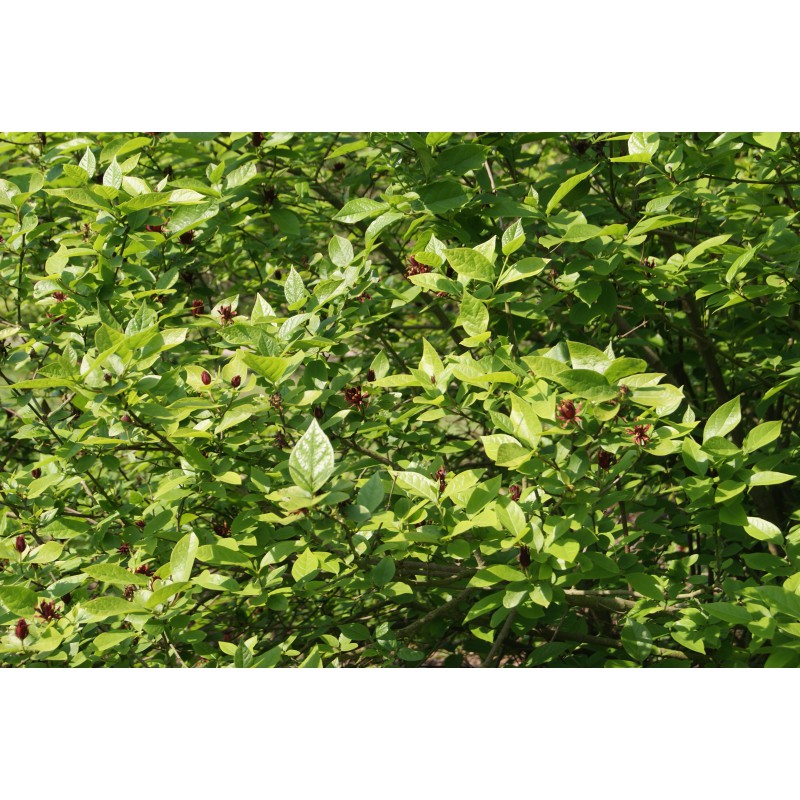 Carolina Allspice Calycanthus floridus