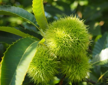 Castanea sativa Maraval