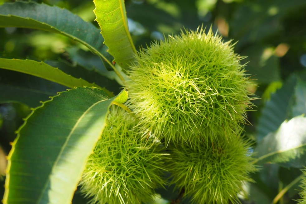 Castanea sativa Maraval