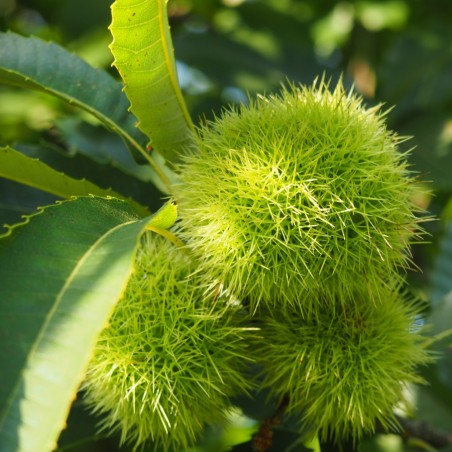 Castanea sativa Maraval