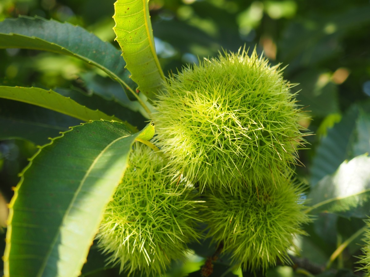 Sweet chestnut Maraval