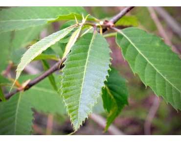 Edelkastanie de Maraval - Castanea sativa Maraval