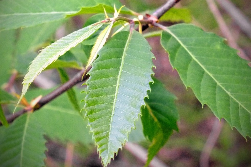 Castanea sativa Maraval