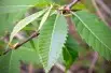 Castanea sativa Maraval