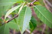 Castanea sativa Maraval