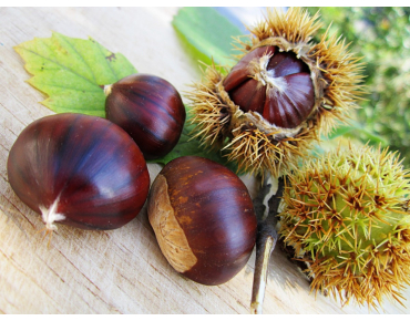 Maraval kastanje - Castanea sativa Maraval