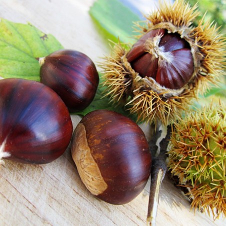 Edelkastanie de Maraval - Castanea sativa Maraval