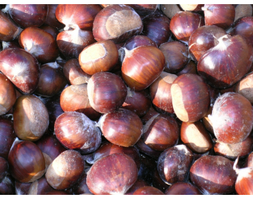 Maraval kastanje - Castanea sativa Maraval
