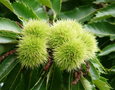 Castanea sativa Marigoule