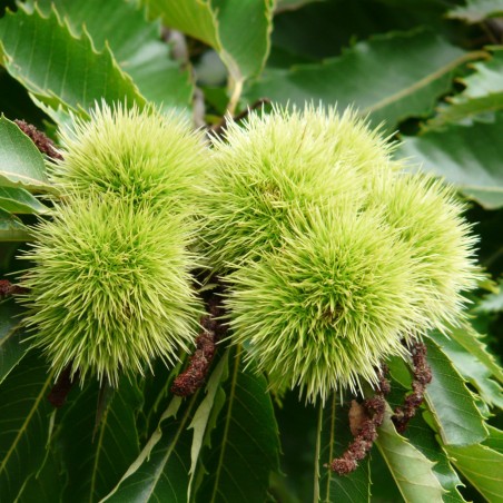 Edelkastanie de Marigoule -  Castanea sativa Marigoule