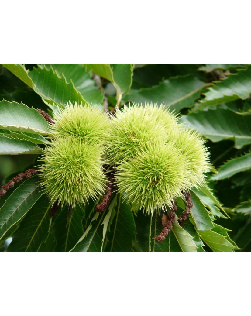 Châtaignier de Marigoule Castanea sativa Marigoule