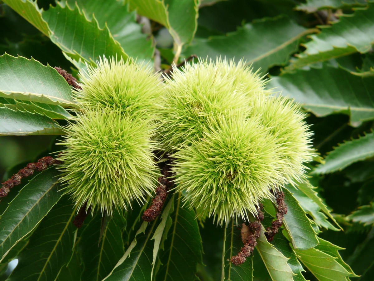 Sweet chestnut Marigoule