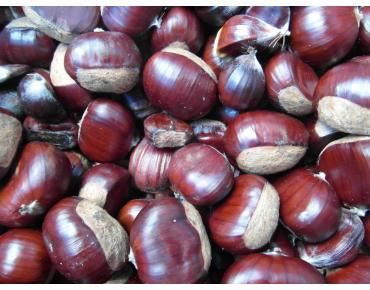Edelkastanie de Marigoule -  Castanea sativa Marigoule