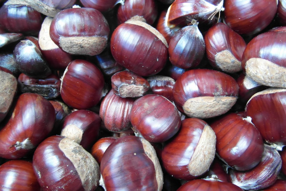 Castanea sativa Marigoule