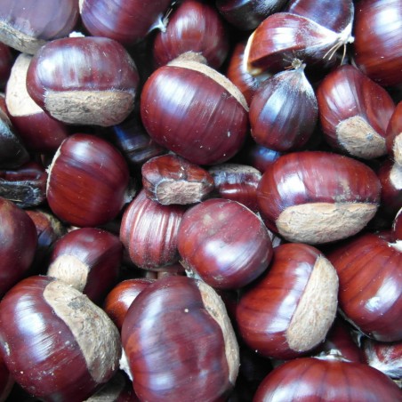 Edelkastanie de Marigoule -  Castanea sativa Marigoule