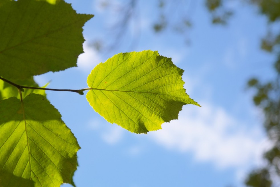 Corylus avellana Webb's Prize Cobb