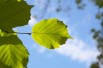 Corylus avellana Webb's Prize Cobb