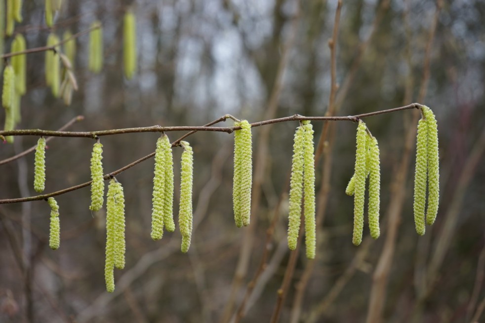 Corylus avellana Webb's Prize Cobb