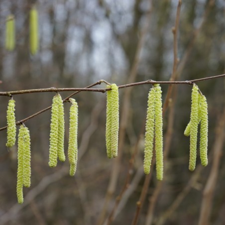 Haselnussstrauch Webb's Prize Cobb - Corylus avellana Webb's Prize Cobb