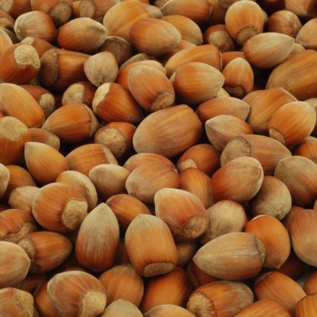 Corylus avellana Webb's Prize Cobb