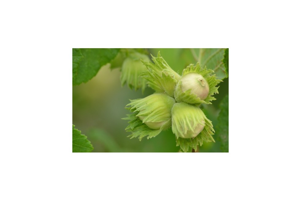 Corylus avellana Webb's Prize Cobb