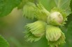 Corylus avellana Webb's Prize Cobb