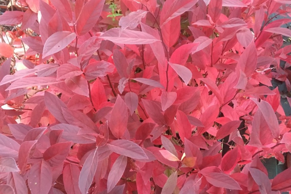 Itea virginica henry's garnet -Jardins du Monde.be